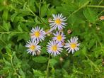 Aster Ageratoides Asran - vaste plant, Ophalen, Zomer, Vaste plant, Overige soorten