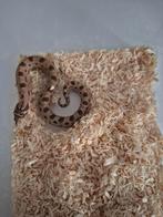 Heterodon nasicus/Western hognose/Haakneus, Slang, 0 tot 2 jaar