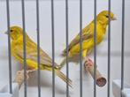 2 isabel split geel satinet mannen, Dieren en Toebehoren, Vogels | Kanaries, Mannelijk, Kleurkanarie