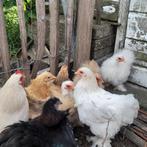Cochin kriel hennen, ook Cochin kriel zijdeveer beschikbaar, Dieren en Toebehoren, Vrouwelijk, Kip