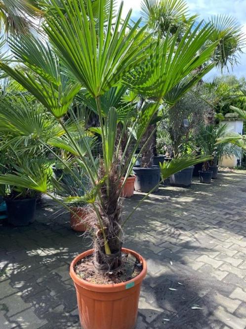 Palmboom trachycarpus wagnerianus 50cm stamhoogte, Tuin en Terras, Planten | Bomen, Palmboom, 100 tot 250 cm, Volle zon, Lente