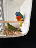 Koppel Splendid parkieten, Meerdere dieren, Parkiet