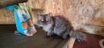 Volle pers, Dieren en Toebehoren, Katten en Kittens | Raskatten | Langhaar, Kater