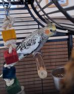 Valkparkieten, Dieren en Toebehoren, Vogels | Parkieten en Papegaaien, Meerdere dieren, Parkiet, Geringd