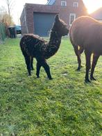 Alpaca hengst, Mannelijk