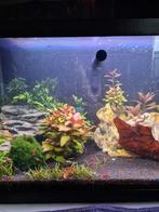 Cherry garnalen shrimp NU 1 EURO, Kreeft, Krab of Garnaal, Zoetwatervis