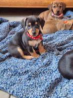 Lieve Jackel puppy's, Parvo, Jack Russell Terriër, 8 tot 15 weken, Meerdere