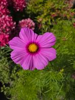 Zaden cosmea Gloria bio, Verzenden, Voorjaar, Volle zon, Zaad