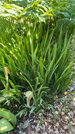 Crocosmia., Tuin en Terras, Ophalen, Zomer, Overige soorten, Volle zon