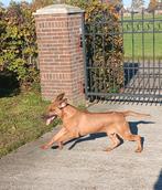 Rhodesian ridgeback pups, CDV (hondenziekte), 8 tot 15 weken, Meerdere, Nederland