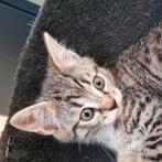 Nog "2" kittens 💞 beschikbaar, Dieren en Toebehoren, Katten en Kittens | Overige Katten, Meerdere dieren, Kortharig, 0 tot 2 jaar