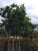 lei laurier novita caucasica 340cm hoog 14-16 cm wintergroen, Leiboom, Lente, 250 tot 400 cm, Ophalen