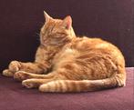 Twee broertjes, Dieren en Toebehoren, Katten en Kittens | Overige Katten, Kater
