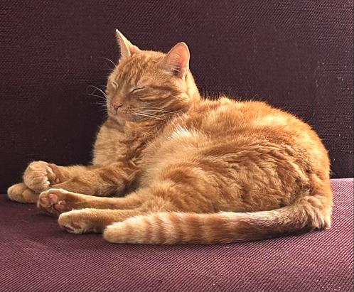 Twee broertjes, Dieren en Toebehoren, Katten en Kittens | Overige Katten, Kater