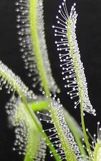 Bladstek Drosera capensis 'Alba', Huis en Inrichting, Kamerplanten, Ophalen of Verzenden, Overige soorten, Minder dan 100 cm