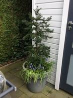 Taxus, Minder dan 100 cm, Taxus, Struik, Ophalen