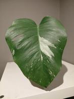 Monstera Albo Variegata Stek nr 7, Huis en Inrichting, Kamerplanten, Ophalen of Verzenden, Halfschaduw, Minder dan 100 cm