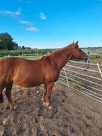 Weide/paddock, coaching, werken a/d hand maatje, Minder dan 160 cm, Niet van toepassing, 11 jaar of ouder, Recreatiepaard