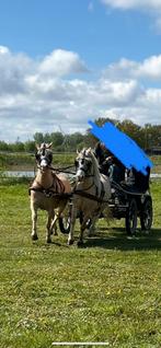 Ponys, Dieren en Toebehoren, Pony's, Gechipt, Ruin, Niet van toepassing, A pony (tot 1.17m)