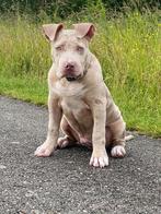 American bully xl, 15 weken tot 1 jaar, Reu, Eén hond, Rabiës (hondsdolheid)