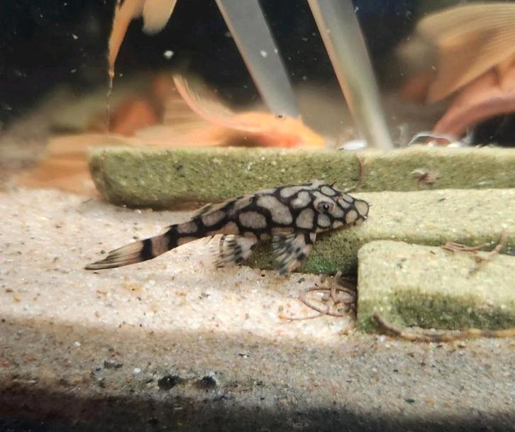 L519 algeneter, Dieren en Toebehoren, Vissen | Aquariumvissen, Vis