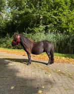 Twee prachtige shetlander ruinen., Dieren en Toebehoren, Pony's, Ruin, A pony (tot 1.17m), Recreatiepony, Ontwormd