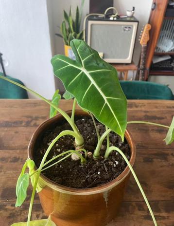  Medium Alocasia Frydek Indoor Leafy Plant beschikbaar voor biedingen