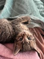 Kittens, Dieren en Toebehoren, Meerdere dieren