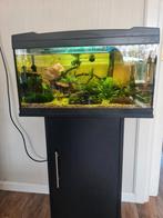 Aquarium 60 cm breed, ledverlchting, Ophalen, Gebruikt