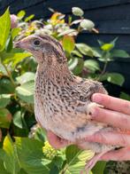 Japanse Jumbo kwartels | Leghennen | Wildkleur, Dieren en Toebehoren, Vrouwelijk, Tropenvogel