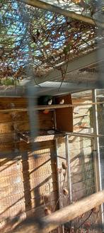 Vogels putters, Dieren en Toebehoren, Vrouwelijk, Bastaard