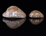 Schelpen: Cypraea arabicula 18,7-29mm  Set - groot & klein, Ophalen of Verzenden, Schelp(en)