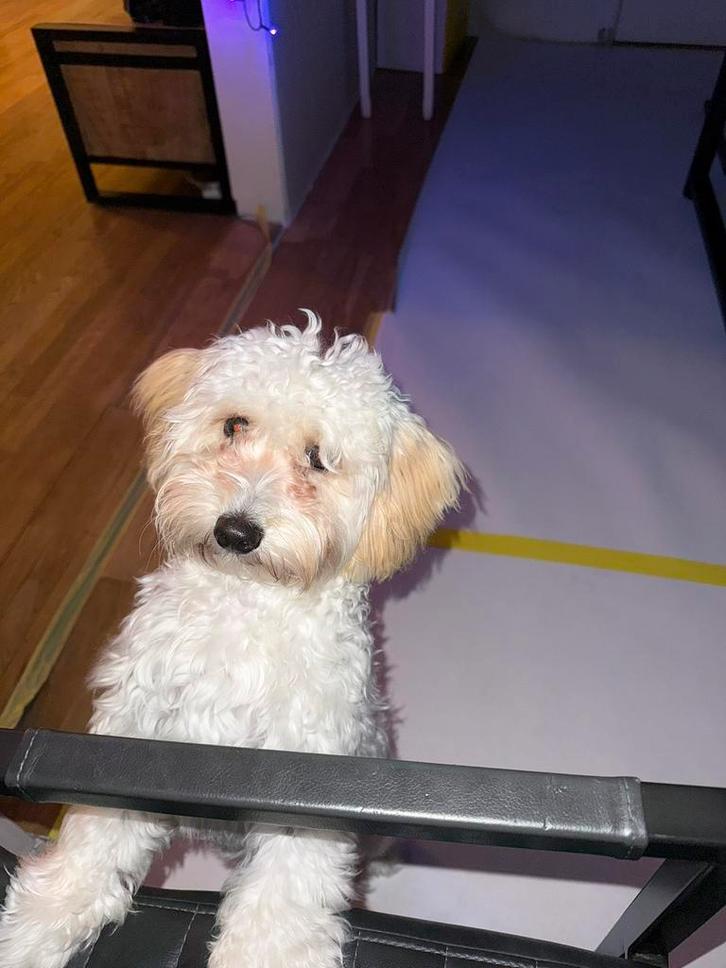 Maltipoo, Dieren en Toebehoren, Honden | Chihuahua's en Gezelschapshonden, Teef, Overige rassen, Particulier, Eén hond, Nederland