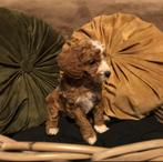 Prachtige cavapoo pups, CDV (hondenziekte), 8 tot 15 weken, Meerdere, Nederland