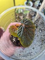 Begonia Scabrida - Zeldzaam Plantje voor de Liefhebber, Tuin en Terras, Ophalen, Overige soorten, Volle zon