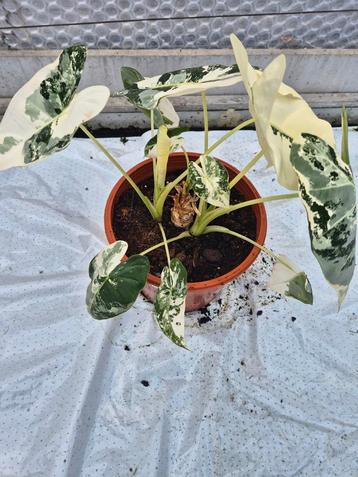 Alocasia Frydek Variegata - Zeldzame kamerplant beschikbaar voor biedingen