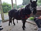 GEZOCHT mini mini shetlander tuig van tjeu, Dieren en Toebehoren, Ophalen of Verzenden, Overige soorten