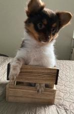 Pomchi puppy teefje, Dieren en Toebehoren, Parvo, 8 tot 15 weken, Teef, Eén hond