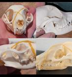 Schedel set - 4 stuks - Skull-Taxidermie-Geraamte, Ophalen of Verzenden, Nieuw, Schedel