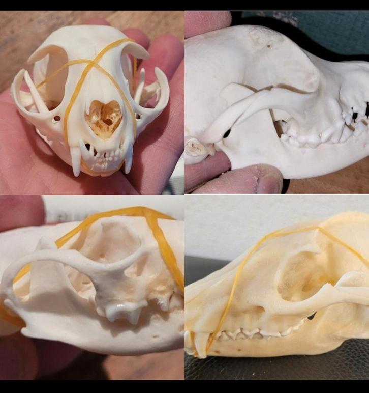 Schedel set - 4 stuks - Skull-Taxidermie-Geraamte, Verzamelen, Dierenverzamelingen, Nieuw, Schedel, Ophalen of Verzenden
