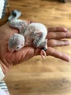 Muisparkieten Juli 25/2025, Dieren en Toebehoren, Parkiet