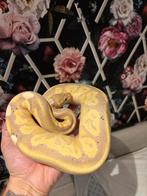 Ballpython banana enchi 1.0, Dieren en Toebehoren, Slang