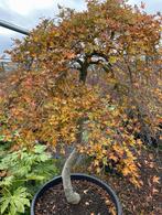 Acer palmatum Dissectum, Ornatum, Ryusen Japanse esdoorn, Tuin en Terras, Bloeit niet, Halfschaduw, Overige soorten, 100 tot 250 cm