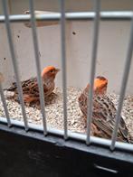 Vele soorten vogels maandag avond geopend kanarie Tropen par