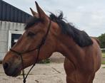 Te koop lieve 4 jarige Ruin geschikt voor iedereen, Dieren en Toebehoren, Paarden, Gechipt, Ruin, Zadelmak, Recreatiepaard