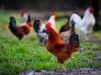 GROTE HANEN., Dieren en Toebehoren, Pluimvee, Mannelijk, Kip