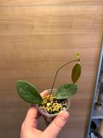 Hoya piestolepis, Ophalen of Verzenden, Halfschaduw, Minder dan 100 cm