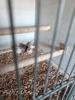 Zeebravinken 4 stuk drie mannen een pop bieden, Dieren en Toebehoren, Meerdere dieren