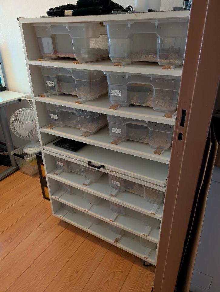 Alle soorten slangenkweek - Python - Boa - Korenslang