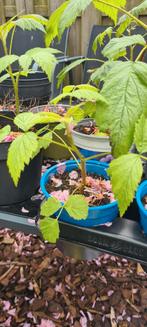 Rode herfst framboos plantjes, Tuin en Terras, Zomer, Ophalen of Verzenden, Volle zon